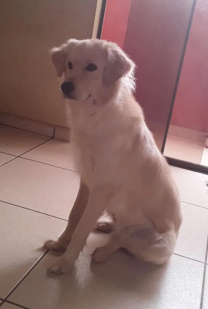 Cachorro ra a Indefinida  idade 1 ano nome Max