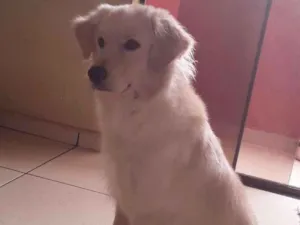 Cachorro raça Indefinida  idade 1 ano nome Max