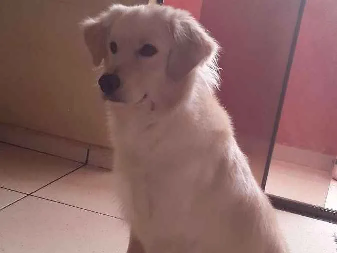 Cachorro ra a Indefinida  idade 1 ano nome Max