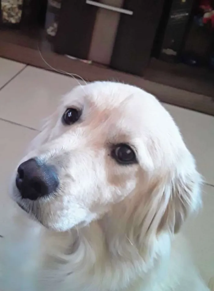 Cachorro ra a Indefinida  idade 1 ano nome Max