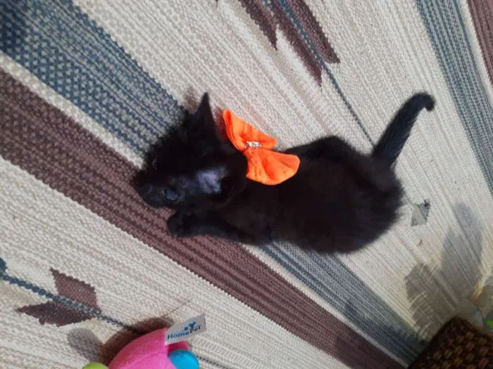 Gato ra a SRD idade Abaixo de 2 meses nome Vida