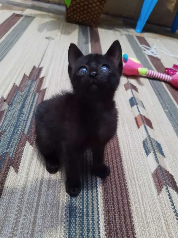 Gato ra a SRD idade Abaixo de 2 meses nome Vida