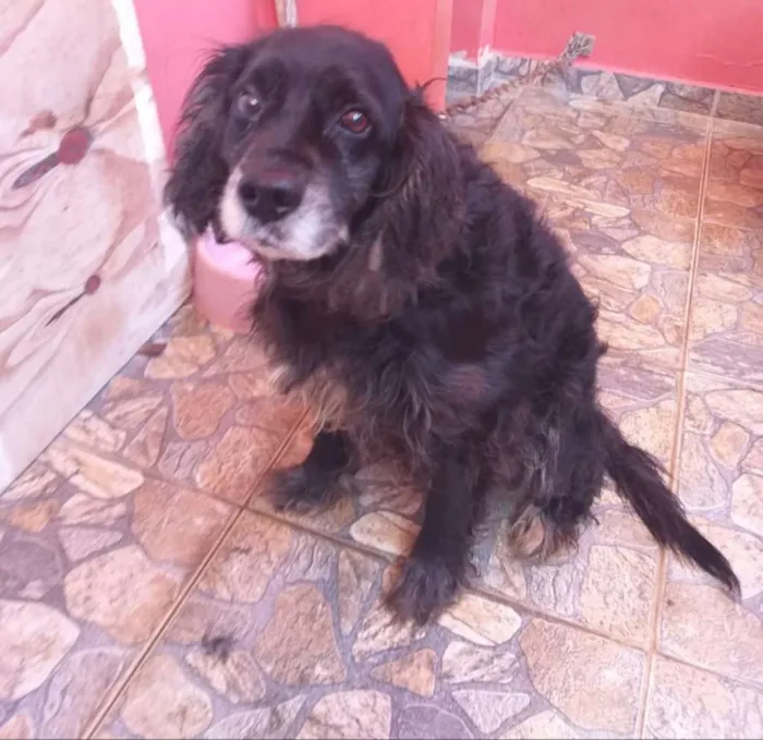 Cachorro ra a Cooker idade 6 ou mais anos nome Rask