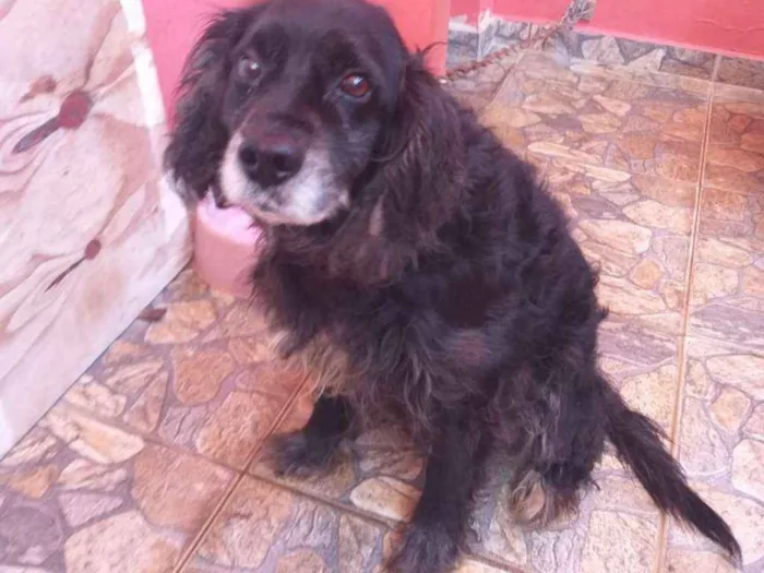 Cachorro ra a Cooker idade 6 ou mais anos nome Rask