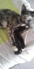 Petinha