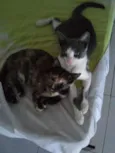 Petinha
