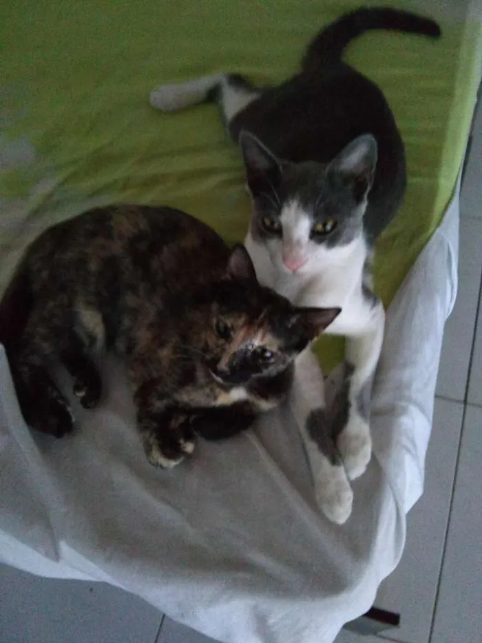 Gato ra a Siamês idade 1 ano nome Petinha