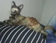 Petinha