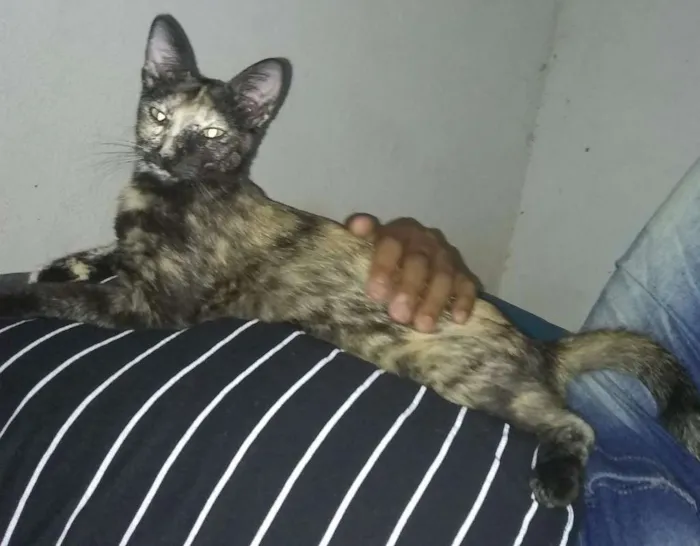 Gato ra a Siamês idade 1 ano nome Petinha