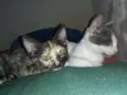 Petinha