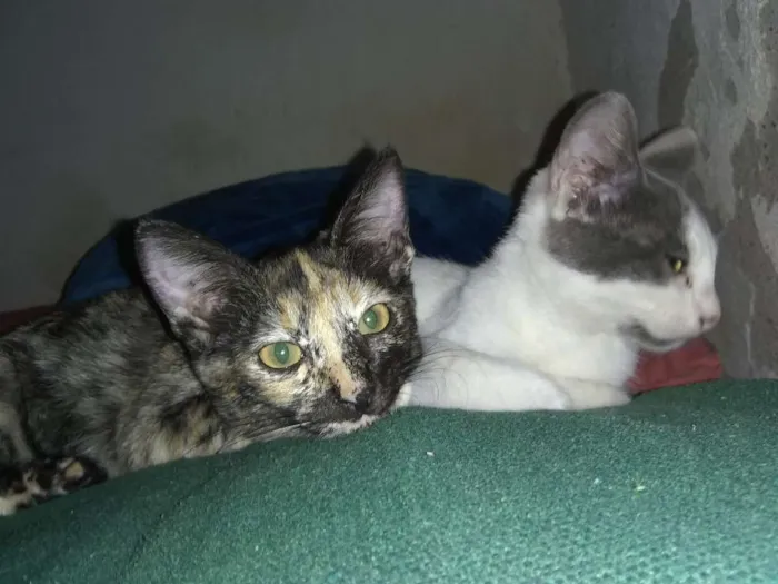 Gato ra a Siamês idade 1 ano nome Petinha