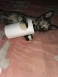 Petinha