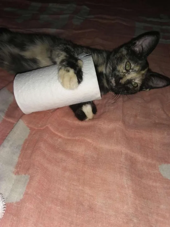Gato ra a Siamês idade 1 ano nome Petinha