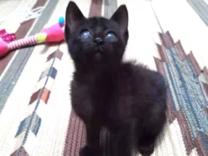 Gato raça SRD idade Abaixo de 2 meses nome Vida