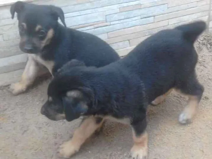 Cachorro ra a Raça indefinida idade Abaixo de 2 meses nome Sem nome no momento