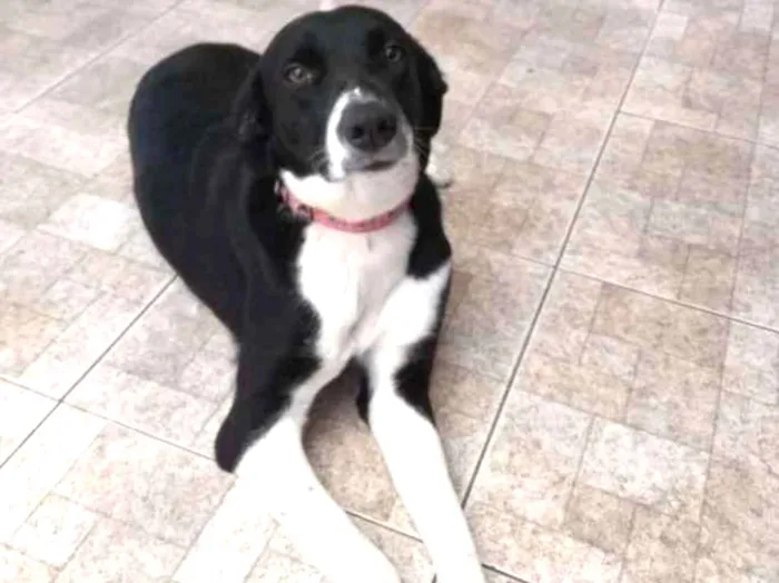 Cachorro ra a Vira lata idade 7 a 11 meses nome Masha