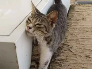 Gato raça Rnd idade 7 a 11 meses nome Cinza
