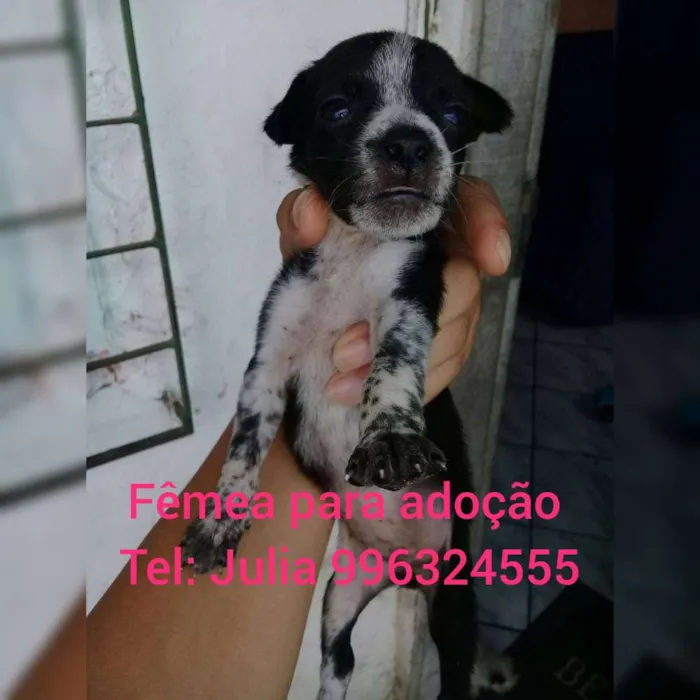 Cachorro raça Srd idade Abaixo de 2 meses nome Filhote