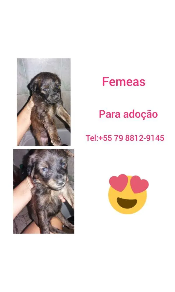 Cachorro raça Srd idade 2 a 6 meses nome Filhotes