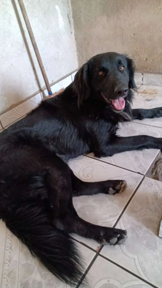 Cachorro ra a Sem raça definida idade 2 anos nome Omaley