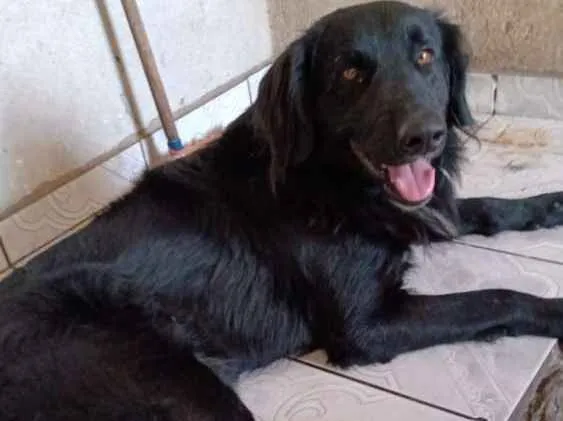 Cachorro ra a Sem raça definida idade 2 anos nome Omaley