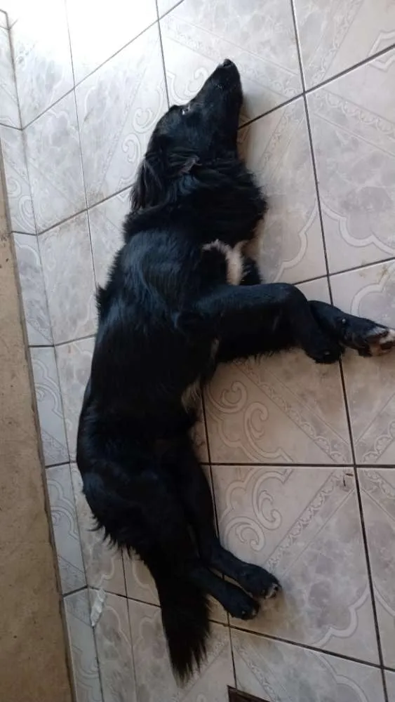 Cachorro ra a Sem raça definida idade 2 anos nome Omaley