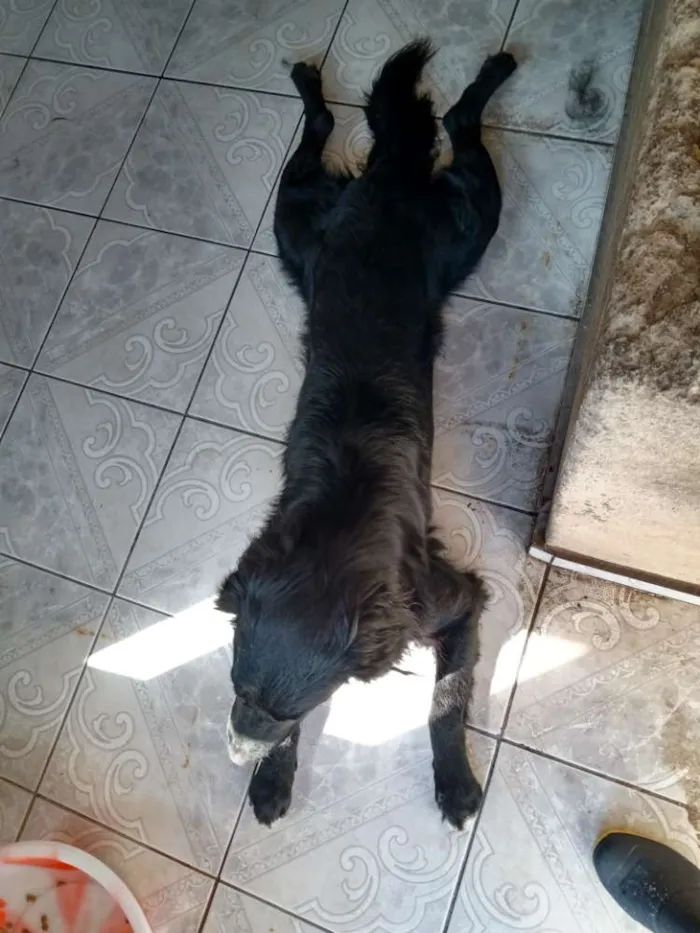 Cachorro ra a Sem raça definida idade 2 anos nome Omaley