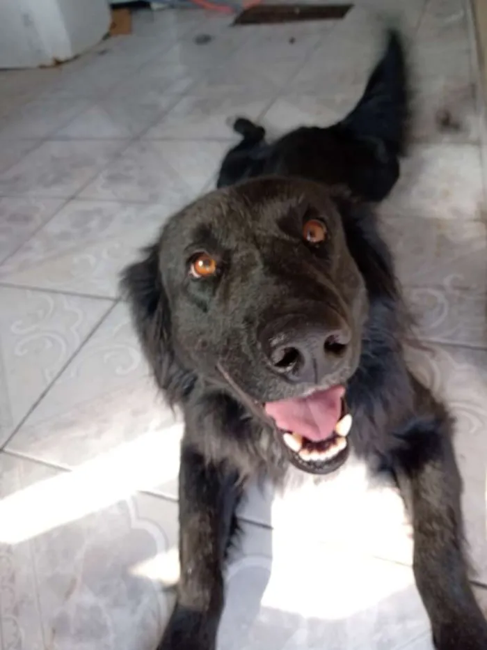 Cachorro ra a Sem raça definida idade 2 anos nome Omaley