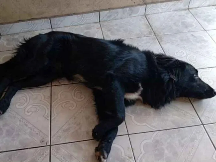 Cachorro ra a Sem raça definida idade 2 anos nome Omaley