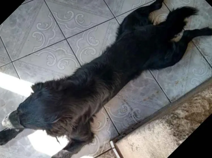 Cachorro ra a Sem raça definida idade 2 anos nome Omaley