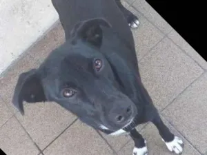 Cachorro raça Vira lata idade 1 ano nome Luna