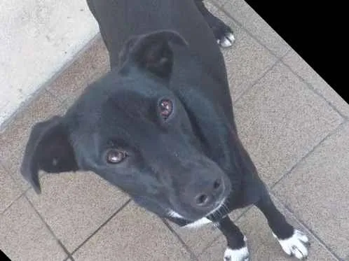 Cachorro ra a Vira lata idade 1 ano nome Luna