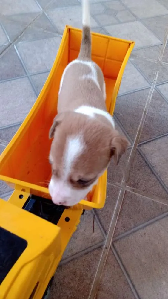 Cachorro raça Vira lata idade 2 a 6 meses nome Willy