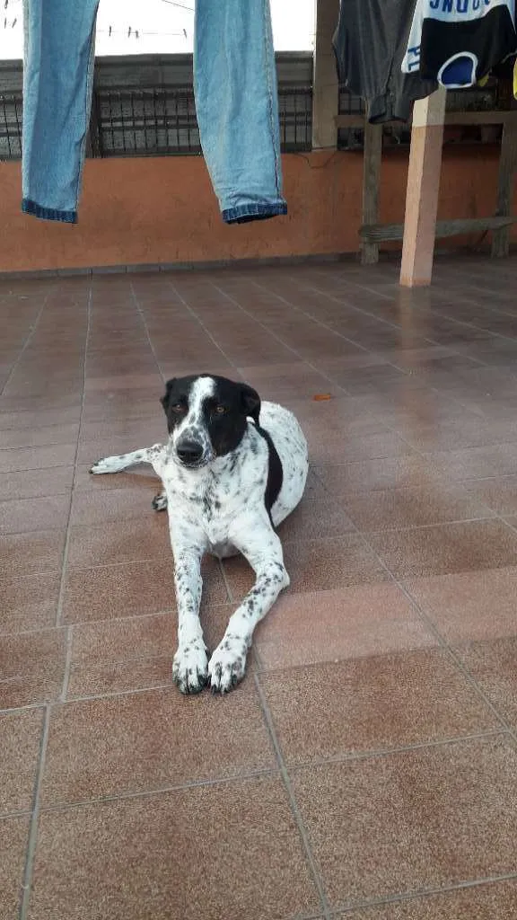 Cachorro ra a Parecido com dálmata  idade 5 anos nome Luna