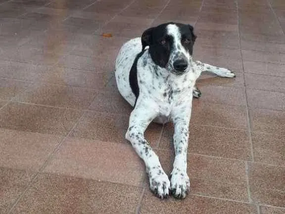 Cachorro ra a Parecido com dálmata  idade 5 anos nome Luna