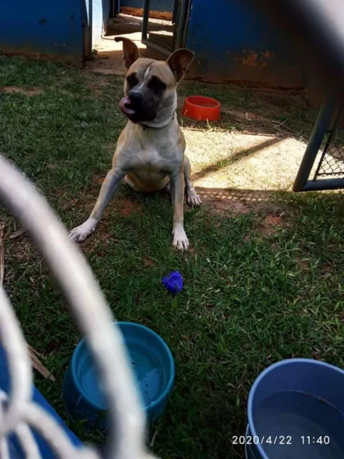 Cachorro ra a American terrier  idade 2 anos nome Thor