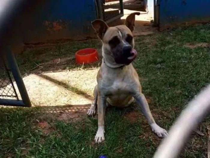 Cachorro ra a American terrier  idade 2 anos nome Thor