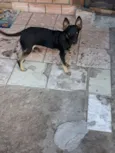 Simba