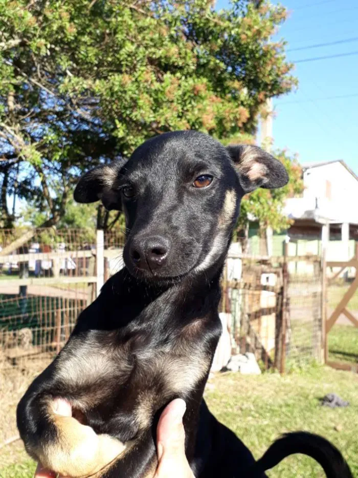 Cachorro ra a SRD idade 2 a 6 meses nome Simba