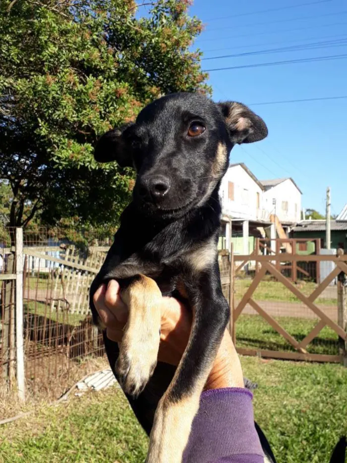 Cachorro ra a SRD idade 2 a 6 meses nome Simba