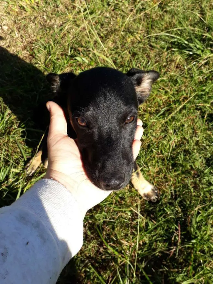 Cachorro ra a SRD idade 2 a 6 meses nome Simba