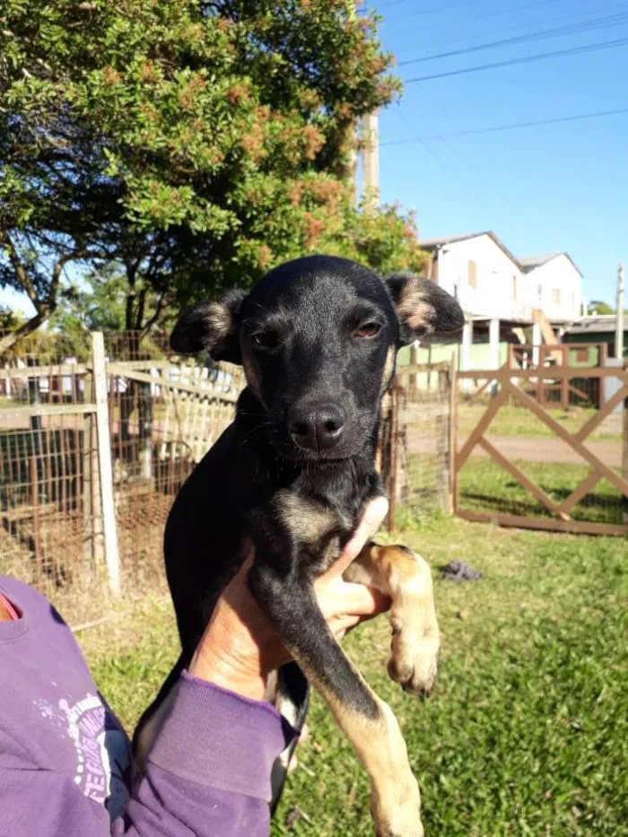 Cachorro ra a SRD idade 2 a 6 meses nome Simba