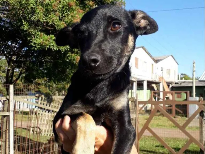 Cachorro ra a SRD idade 2 a 6 meses nome Simba