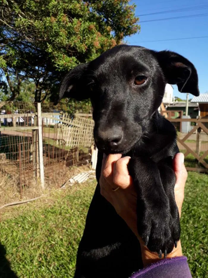 Cachorro ra a SRD idade 2 a 6 meses nome Rocky