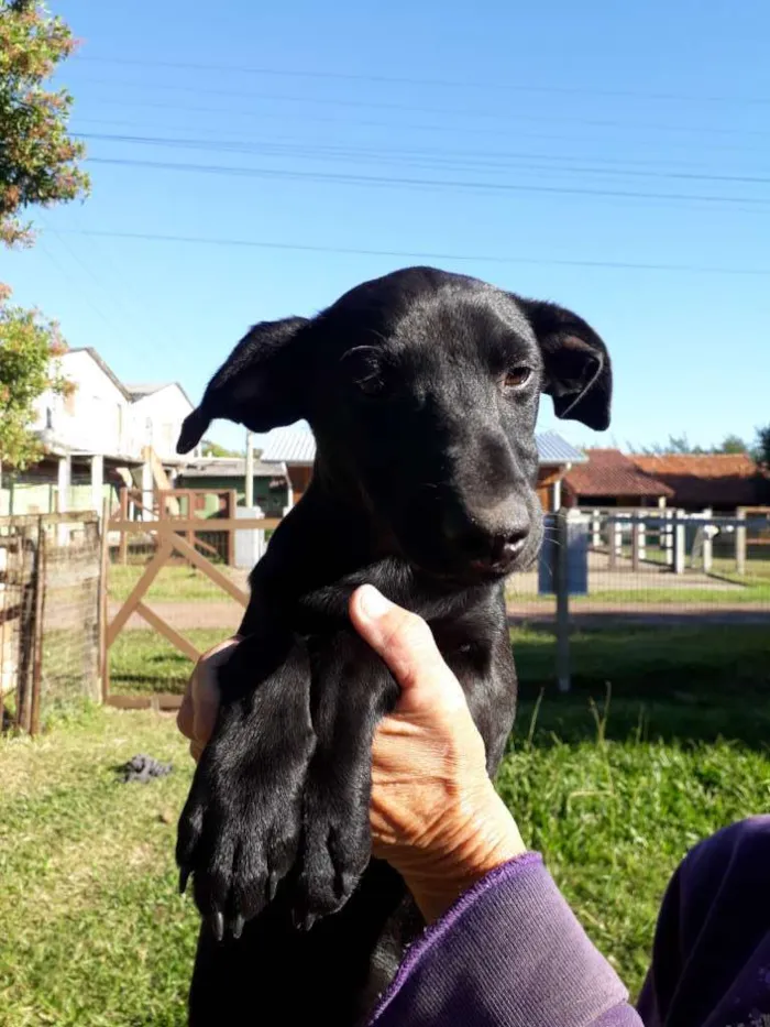 Cachorro ra a SRD idade 2 a 6 meses nome Rocky