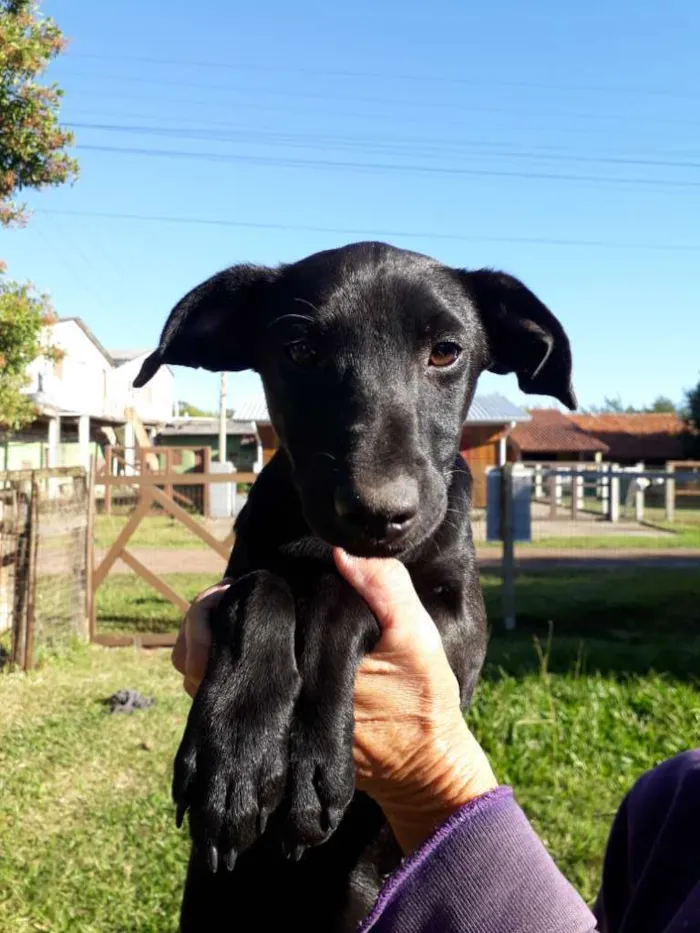 Cachorro ra a SRD idade 2 a 6 meses nome Rocky