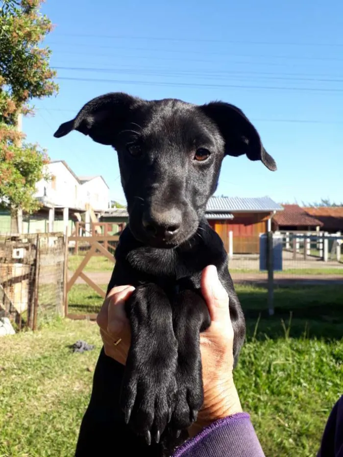 Cachorro ra a SRD idade 2 a 6 meses nome Rocky