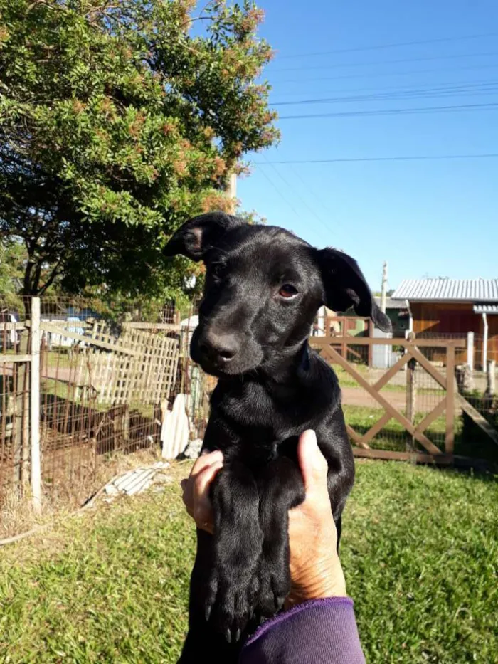 Cachorro ra a SRD idade 2 a 6 meses nome Rocky