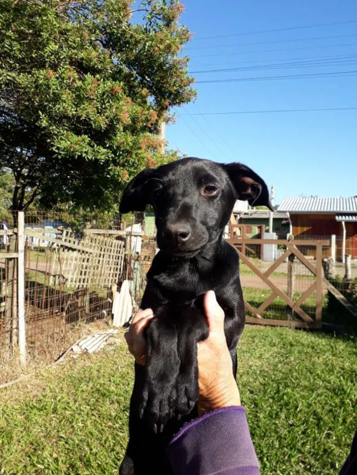 Cachorro ra a SRD idade 2 a 6 meses nome Rocky