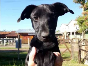 Cachorro raça SRD idade 2 a 6 meses nome Rocky